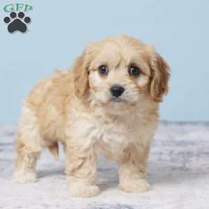 Gabby, Cavachon Puppy